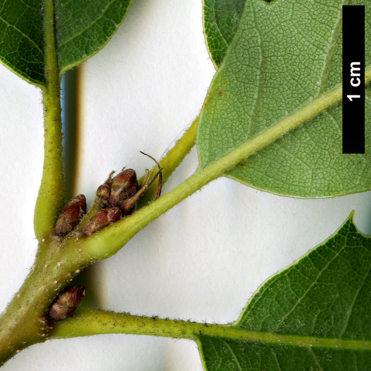 High resolution image: Family: Fagaceae - Genus: Quercus - Taxon: mongolica × Q.turbinella